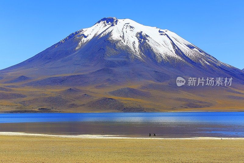 Lagunas Miñiques和Miscanti -湖泊和雪顶火山山-绿松石湖和田园般的阿塔卡马沙漠，火山景观全景-圣佩德罗阿塔卡马，智利，Bolívia和阿根廷边境